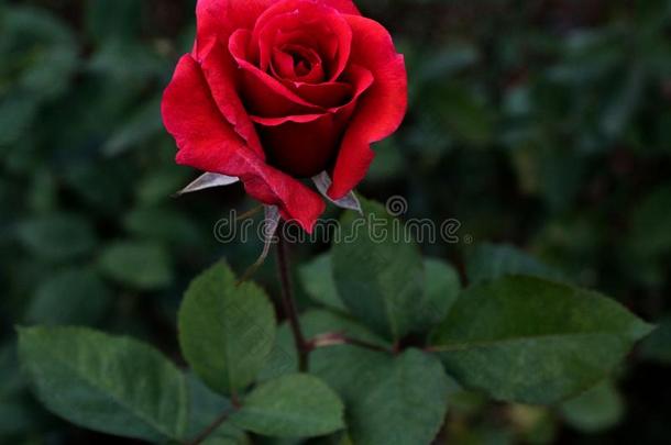 红色的玫瑰,红色的玫瑰s花束和自由的空间为文本,红色的玫瑰
