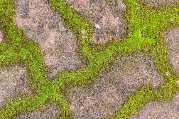 美丽的老的绿色的长满苔藓的块石面路砖背景