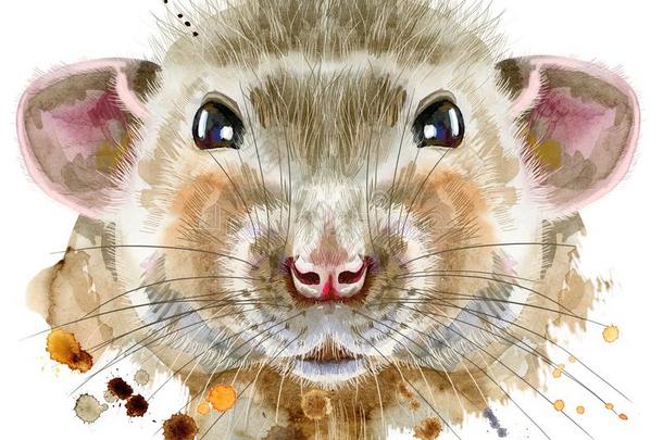 水彩肖像关于大老鼠和斑点