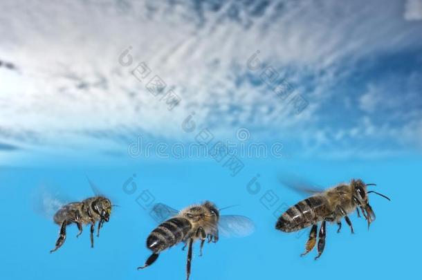 num.三蜜蜂蜜蜂产蜜者飞行的