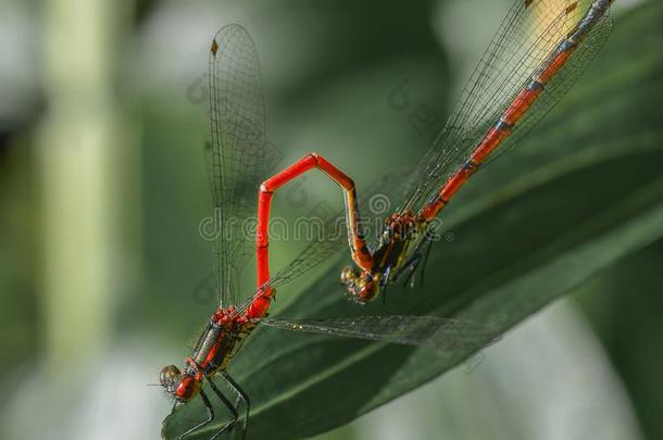 两个红色的蜻蜓昆虫交配向绿色的叶子指已提到的人形状