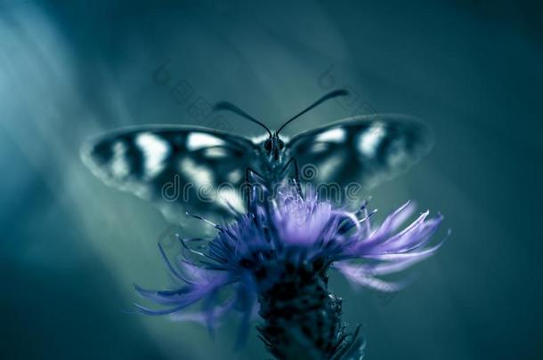 恩塞克蝴蝶白色的和黑的关在上面向一花.