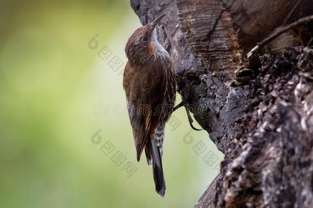 棕色的旋木雀-气候鸟皮库姆努斯小的鸟,大的奥斯