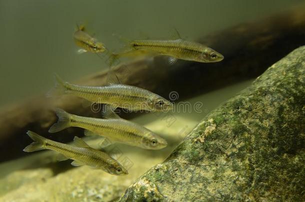 Topmouth易骗的人-Pseudorasbora小虾,指已提到的人兽群在下面水