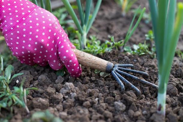 女人园丁和器具<strong>锄头锄头</strong>ing草采用蔬菜花园.