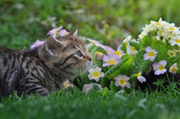 漂亮的平纹小猫被环绕着的在旁边花
