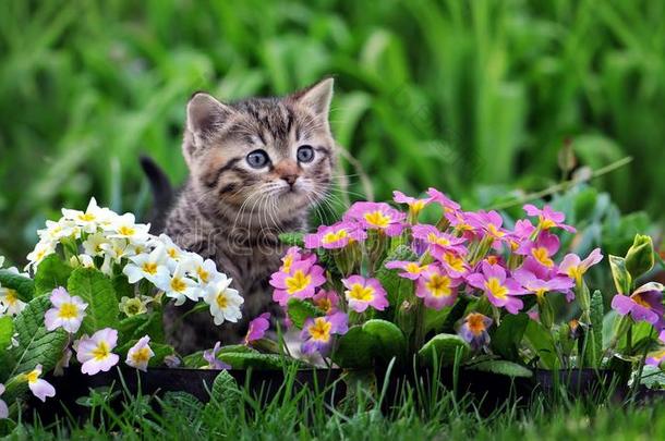 漂亮的平纹小猫被环绕着的在旁<strong>边花</strong>