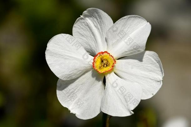 水仙诗意,白色的水仙花关-在上面