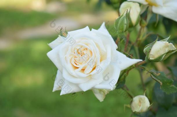 白色的玫瑰从一秘密爱好者
