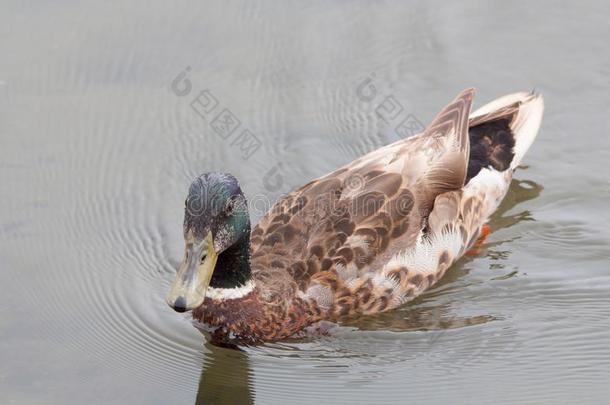 湿的成熟的野鸭鸭子游泳
