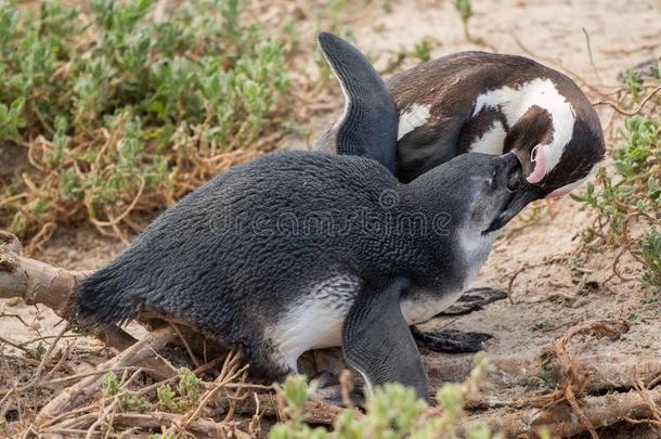 <strong>企鹅</strong>母亲有营养的她婴儿,斗篷城镇,南方非洲