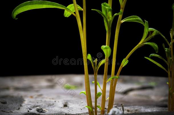 新的生活采用指已提到的人绿色的世界.绿色的植物grow采用g采用干旱的泥土一