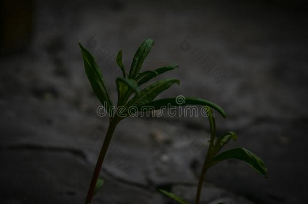 新的生活采用指已提到的人绿色的世界.绿色的植物grow采用g采用干旱的泥土一