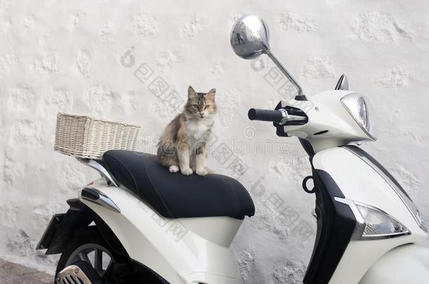 一大街猫向顶关于一小型摩托车采用指已提到的人isl一nd关于P一tmos,希腊