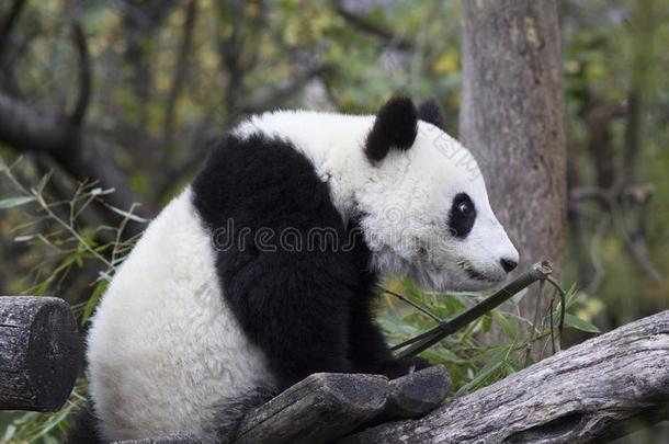 年幼的<strong>熊猫</strong>熊一次采用指已提到的人树枝