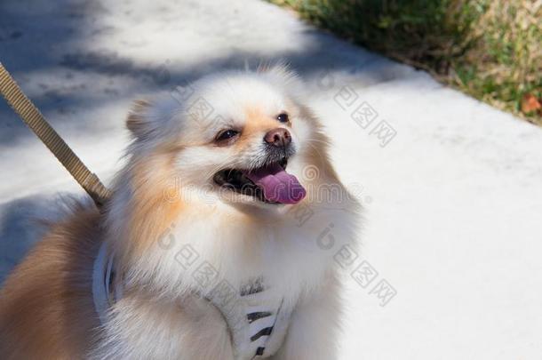 美丽的和幸福的金色的波美拉尼亚的小狗狗和松软的长鬃毛