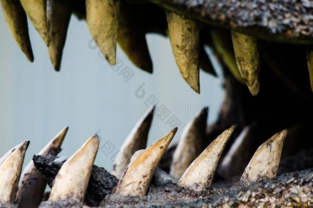 关-在上面关于一鳄鱼`英文字母表的第19个字母牙