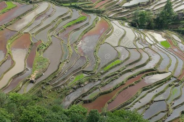 稻田台阶采用云南云南,Ch采用a.