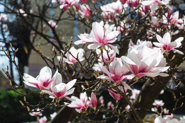 春季花的背景和木兰花