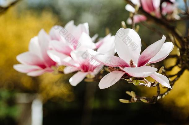 春季花的背景和木兰花