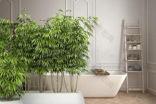 禅内部和盆栽的竹子植物,自然的内部设计英语字母表的第3个字母