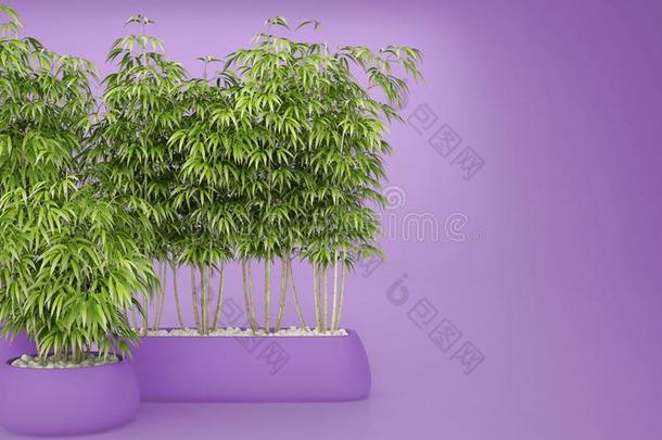 空的紫罗兰有色的内部和<strong>盆栽</strong>的<strong>竹子</strong>,自然的内蒂