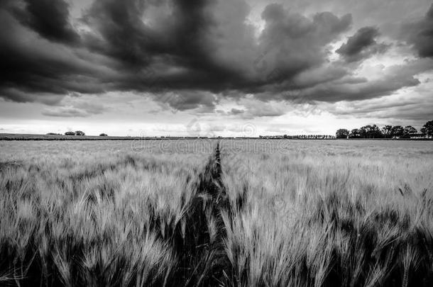 胁迫的雨云越过小麦风景