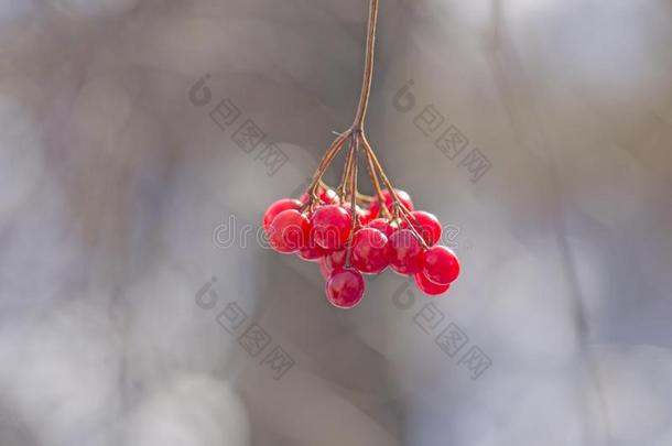 红色的穗欧洲荚蒾玫瑰.乌克兰人象征荚莲属的植物.
