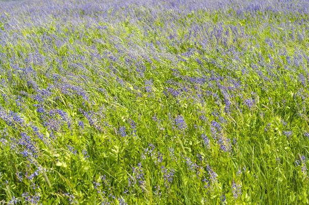 背景-正午草地和盛开的紫花<strong>苜蓿</strong>