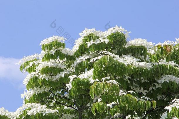 盛开的水木树花,山茱萸库萨,采用蓝色天,黑色亮漆