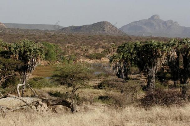 肯尼亚:绿洲采用指已提到的人沙漠关于桑布鲁在动画河