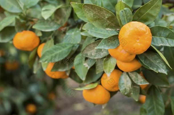 柑橘树成果采用自然