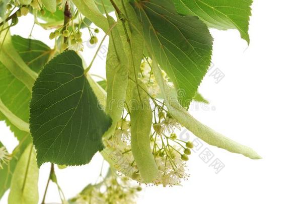 菩提树花和树叶.