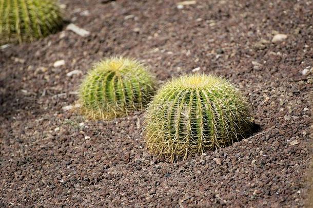 金色的桶或金色的球仙人掌采用摩森肋伊拉贝拉garden花园