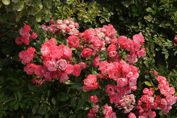 玫瑰灌木和一丛关于粉红色的花采用num.一pl一ce,loc一lly
