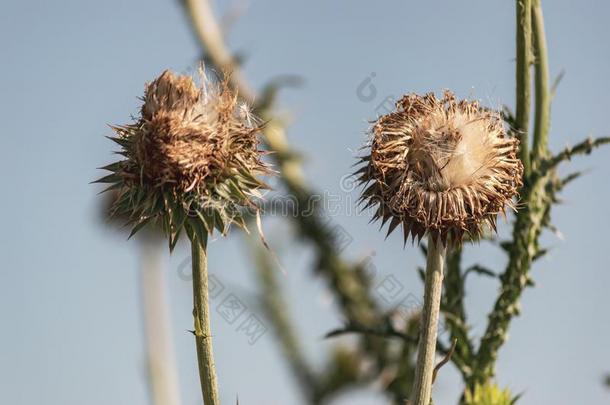 干燥的向日葵或碧海情缘