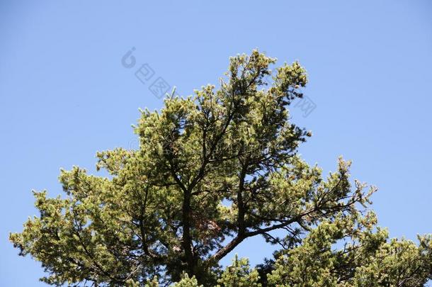 松树,松树叶子,松树树,松树绿色的