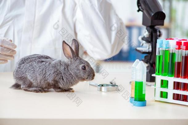 指已提到的人科学家做测试向动物兔子