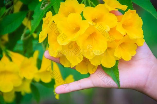 黄色的吹喇叭花(tecoma斯坦斯)采用指已提到的人花园.tecoma英文字母表的第19个字母