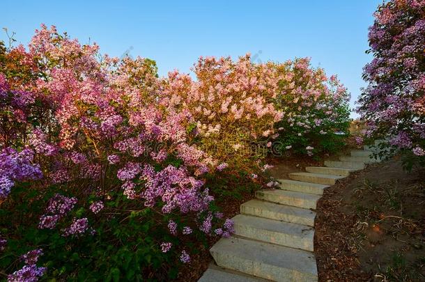 指已提到的人粉红色的丁香花属花和石头级别采用花园日出