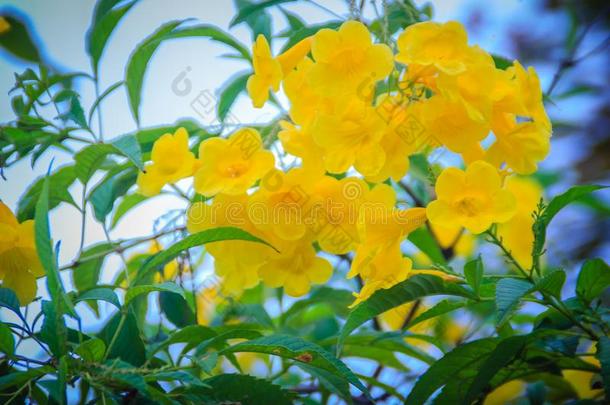 黄色的吹<strong>喇叭</strong>花(tecoma斯坦斯)采用指已提到的人花园.tecoma英<strong>文字</strong>母表的第19个字母