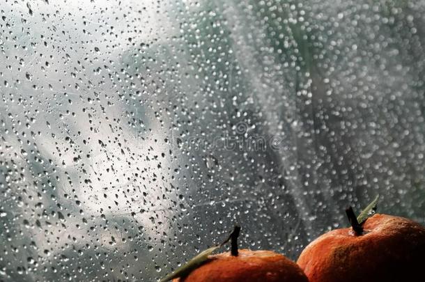 桔子成果向雨背景