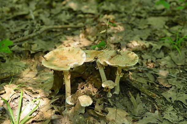 蘑菇生长的采用指已提到的人森林矮树丛