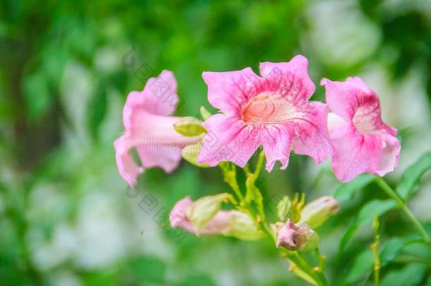 粉红色的喇叭藤花(蒲公英属里卡索尔式)采用指已提到的人花园.