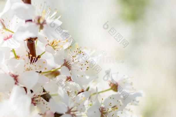 特写镜头照片关于白色的樱桃李子花