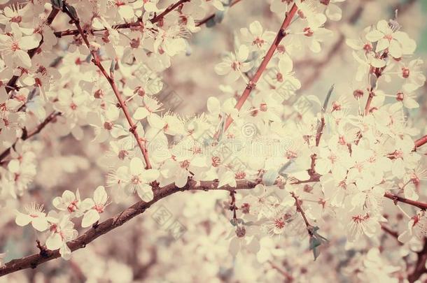 樱桃树花