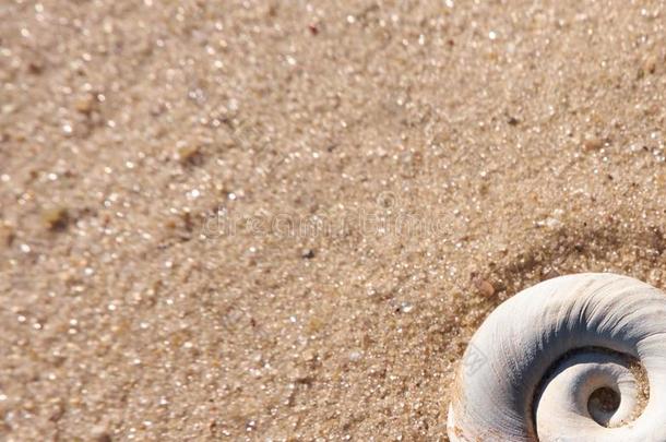 海中软体动物的壳特写镜头向一夏be一chs一nd