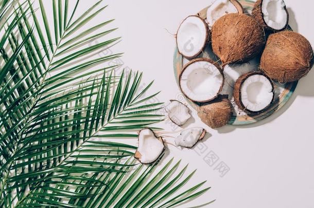 顶看法关于美食家有机的椰子和绿色的手掌树叶