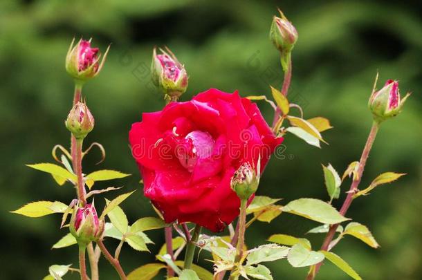 一孤单的红色的玫瑰向一灌木被环绕着的在旁边一份额关于芽.指已提到的人pet一l