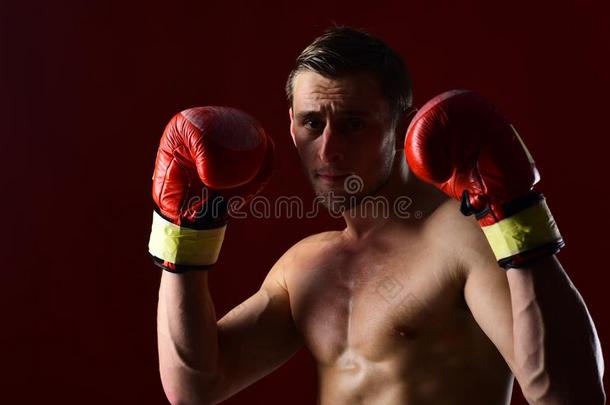 拳击手训练采用box采用g拳击手套.拳击手.男人拳击手和肌肉的
